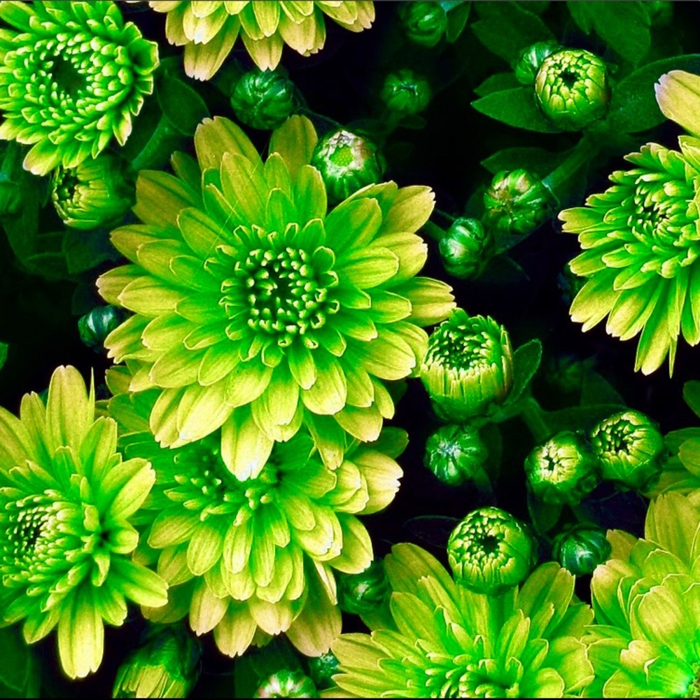 🌼💚🌼💚🌼💚🌼💚🌼💚🌼💚🌼💚🌼💚🌼 - Picture 6 of 12